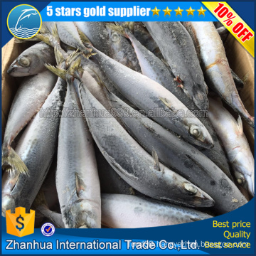 400-600g Frozen pacific mackerel HGT,HG,Fillet Origin Japan ,China,Korea